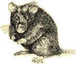 black rat